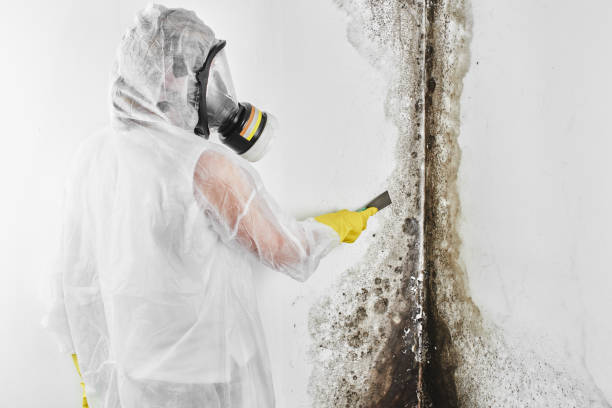 Best Toxic Mold Removal  in La Quinta, CA