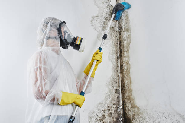 Best Mold Damage Repair  in La Quinta, CA