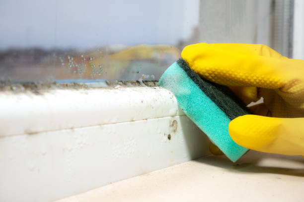 Certified Mold Removal in La Quinta, CA