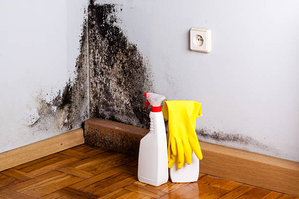 Best Crawl Space Mold Removal  in La Quinta, CA