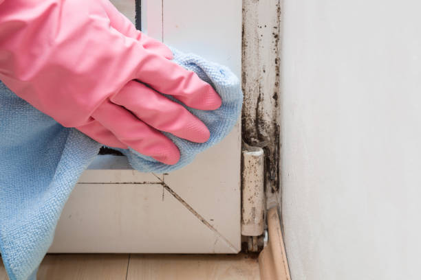 La Quinta, CA Mold Removal Company