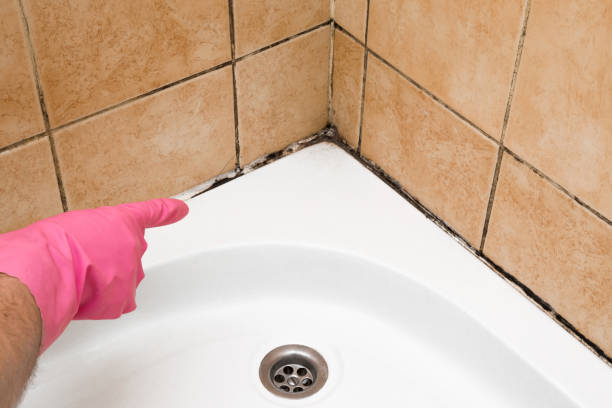 Best Certified Mold Removal  in La Quinta, CA
